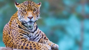 India's Leopard Havens: Top 5 Destinations for Guaranteed Sightings