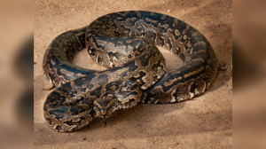 World's 10 Biggest Snakes: Discover Where These Giant Reptiles Live