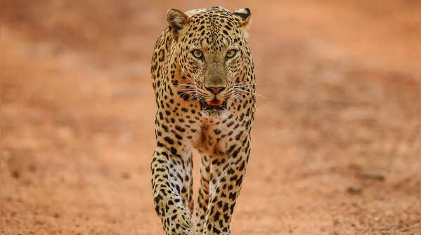 Leopard in Jhalana Leopard Reserve
