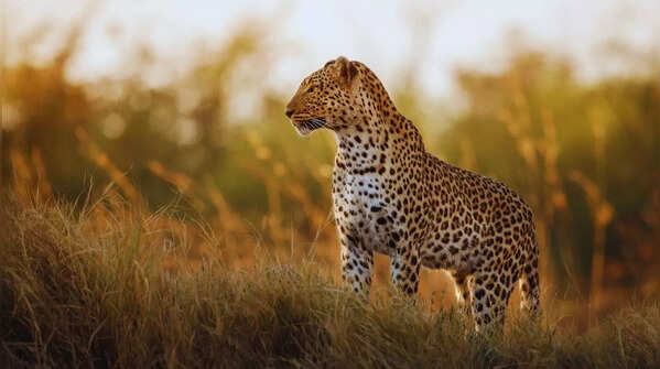 Leopard in Sanjay Gandhi National Park