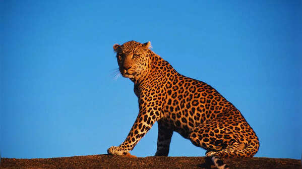 Leopard in the forests of Kabini