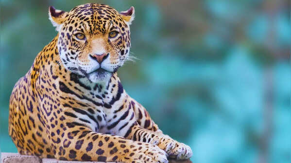 Leopard Prowling in Rajasthan