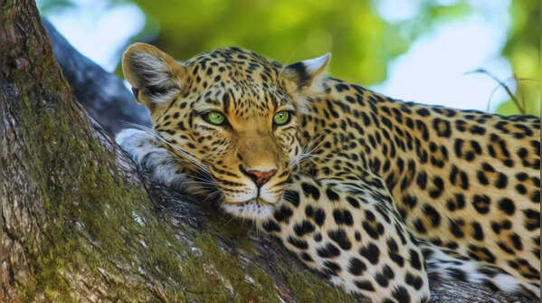Leopard amidst the rocky terrain of Jawai