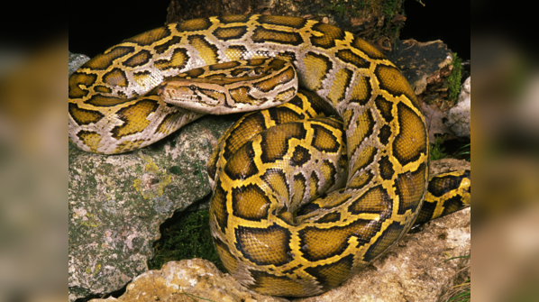 An Indian Python rests in an Indian forest.