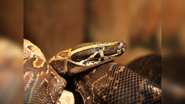 An African Rock Python prepares to strike in sub-Saharan Africa.