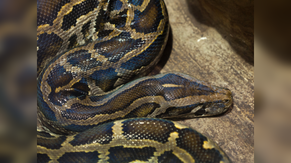 A Burmese Python slithers through a Southeast Asian marsh.