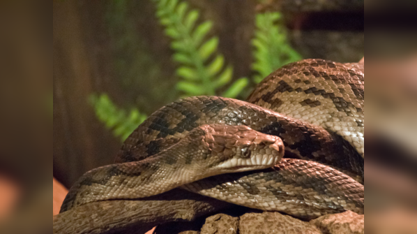 An Amethystine Python (Scrub Python) exhibits its iridescent scales.