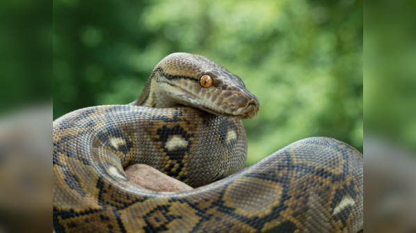 A Reticulated Python displays its intricate patterns in Southeast Asia.