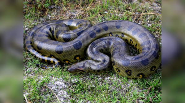 A Green Anaconda lurks in the Amazon Basin's murky waters.