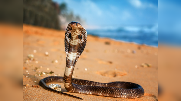 A King Cobra displays its iconic hood in an Asian forest.