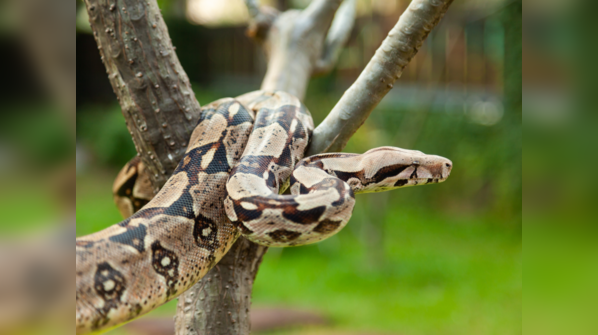 A Boa Constrictor rests on a branch in a tropical forest.