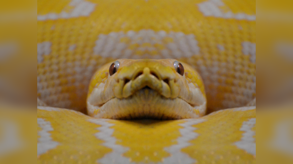 A Yellow Anaconda slithers through the wetlands of South America.