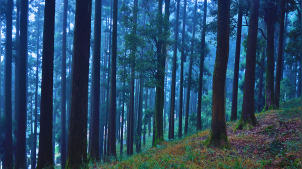 Spooky image of Dow Hill with mist and dense forest.