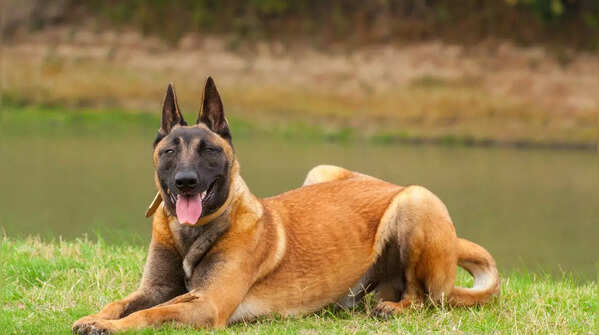 A focused Belgian Malinois, a breed known for its high energy and protective nature