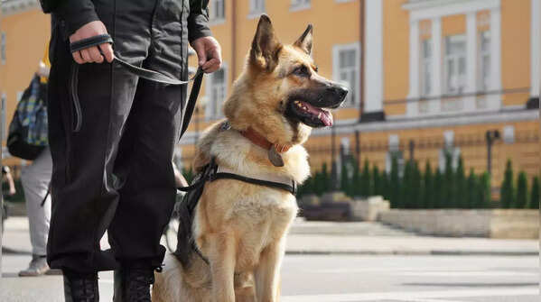 A majestic German Shepherd, a breed that requires experienced handling