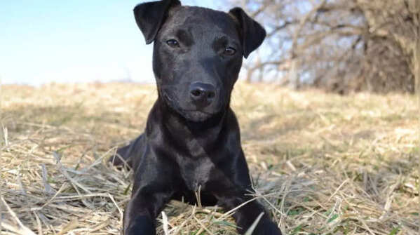 A close-up of a Patterdale Terrier, known for its high energy