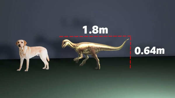 Illustration of the newly discovered dog-sized dinosaur.